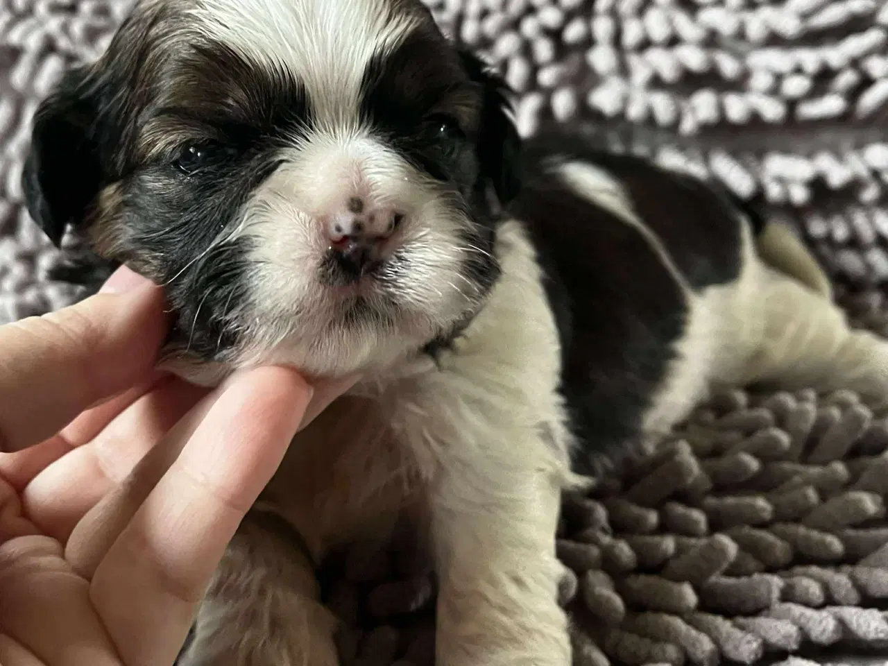 Billede 5 - Shih Tzu hvalpe