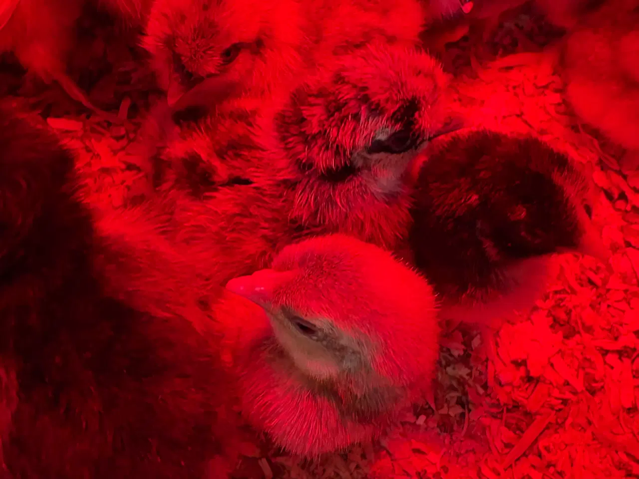 Billede 1 - Daggamle kyllinger