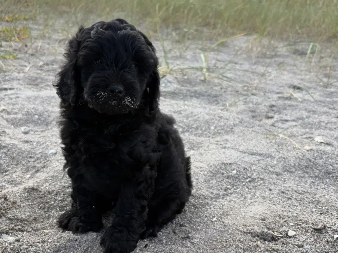 Billede 2 - 2 Dejlige Maltipoo drenge