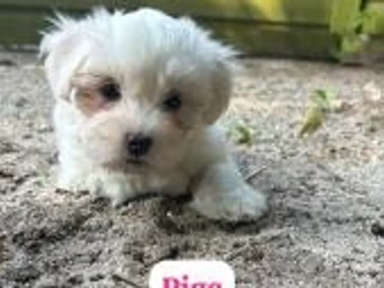 Billede 1 - COTON DE TULEAR HVALPE