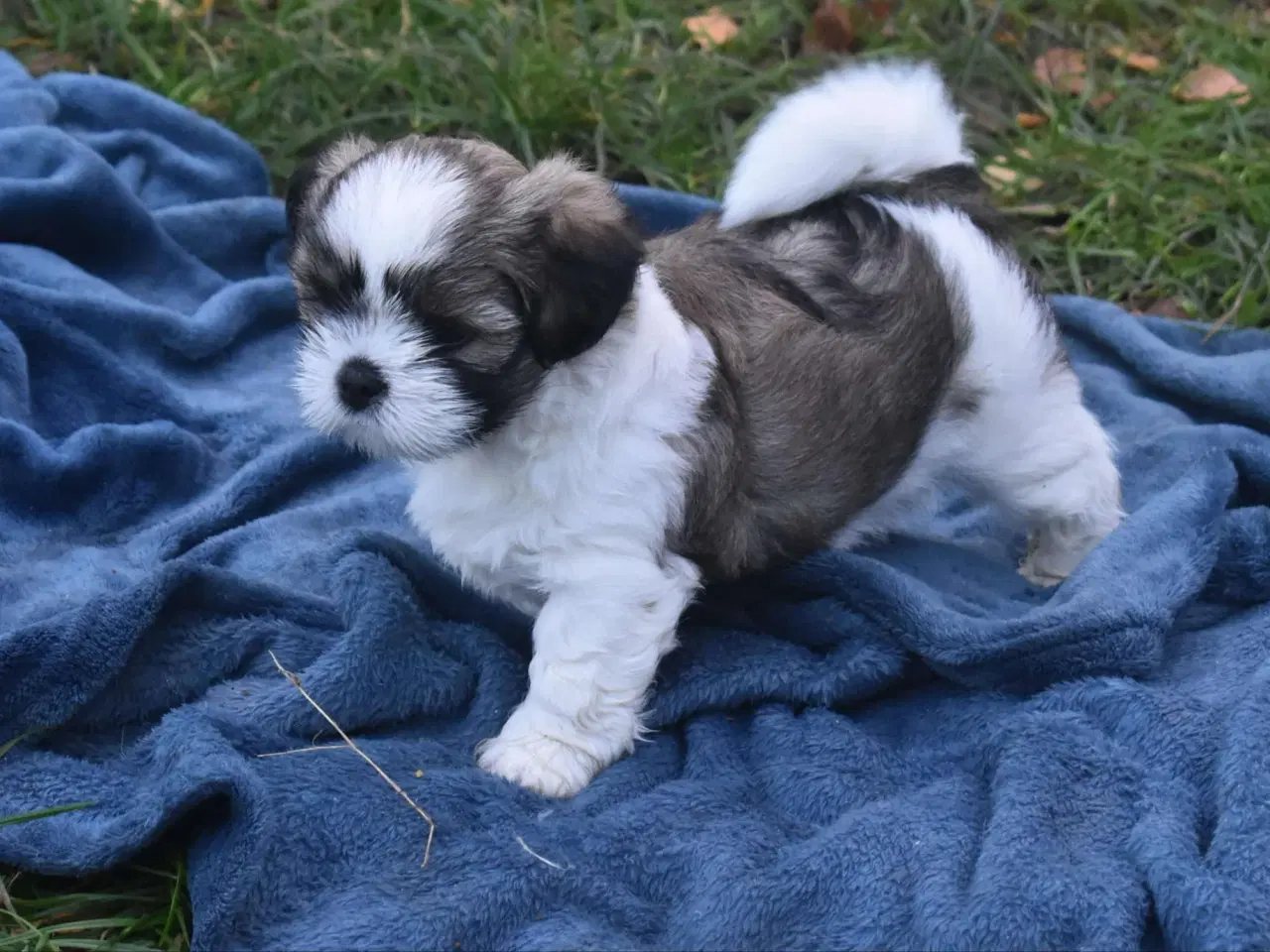 Billede 6 - En skøn Lhasa apso dreng m. Stamtavle