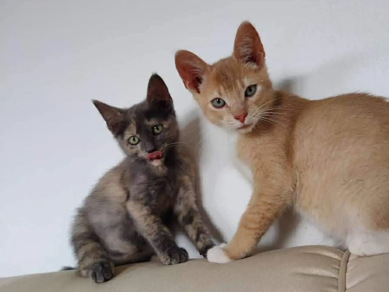 Billede 1 - Supersøde og kælne katte søger nyt hjem