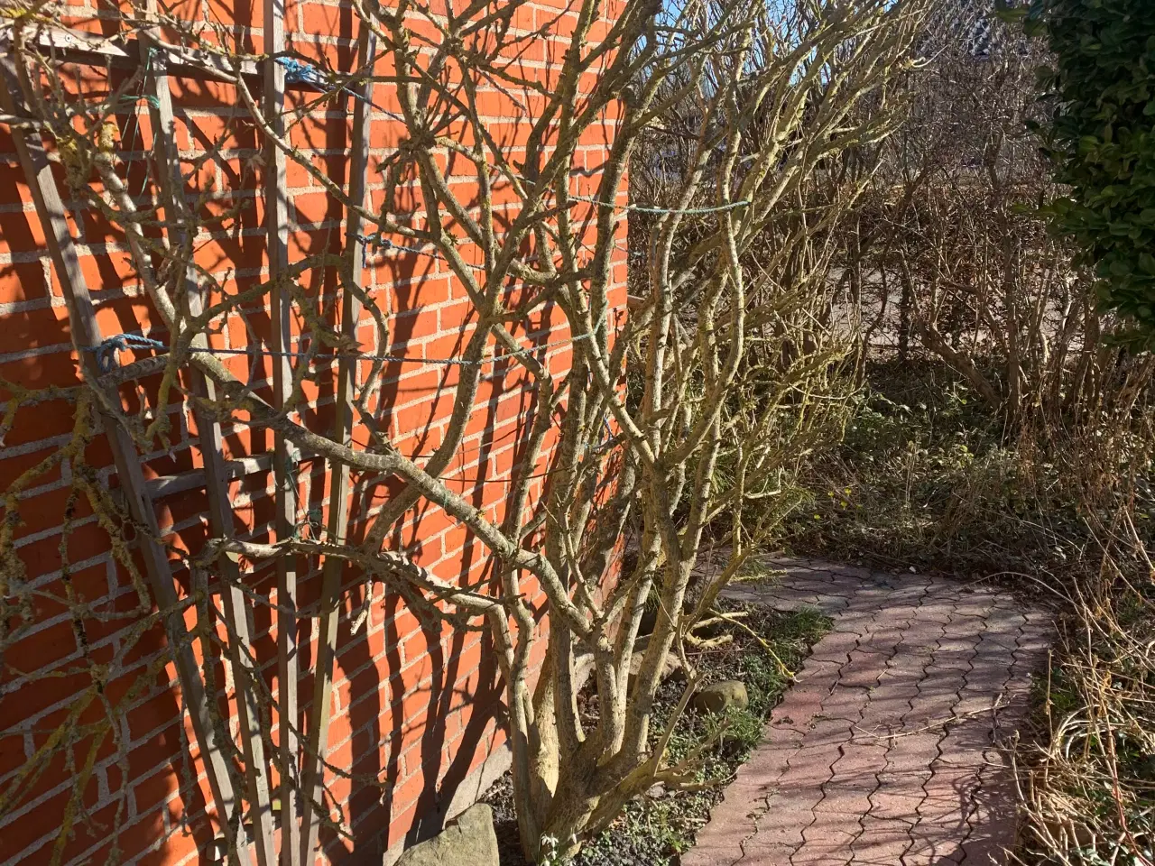 Billede 12 - Thuja busk og solbærbusk m m og mange marksten