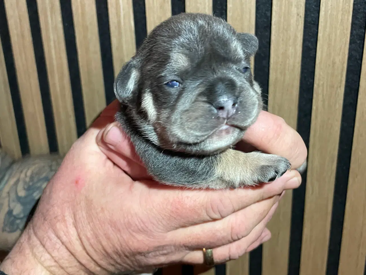 Billede 1 - New english bulldog/ Fluffy Frenchie hvalpe