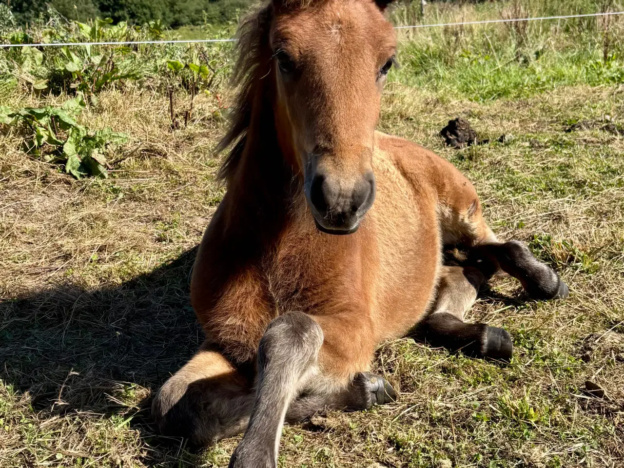 Billede 7 - Smuk 5-gænger med et virkelig godt sind