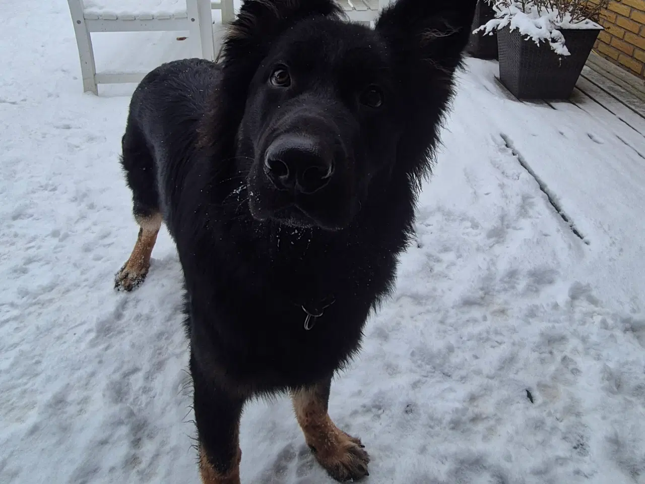 Billede 1 - Langstokhåret Schæfer med Stamtavle 