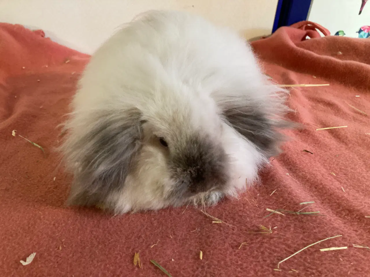 Billede 1 - Molly søger nyt hjem