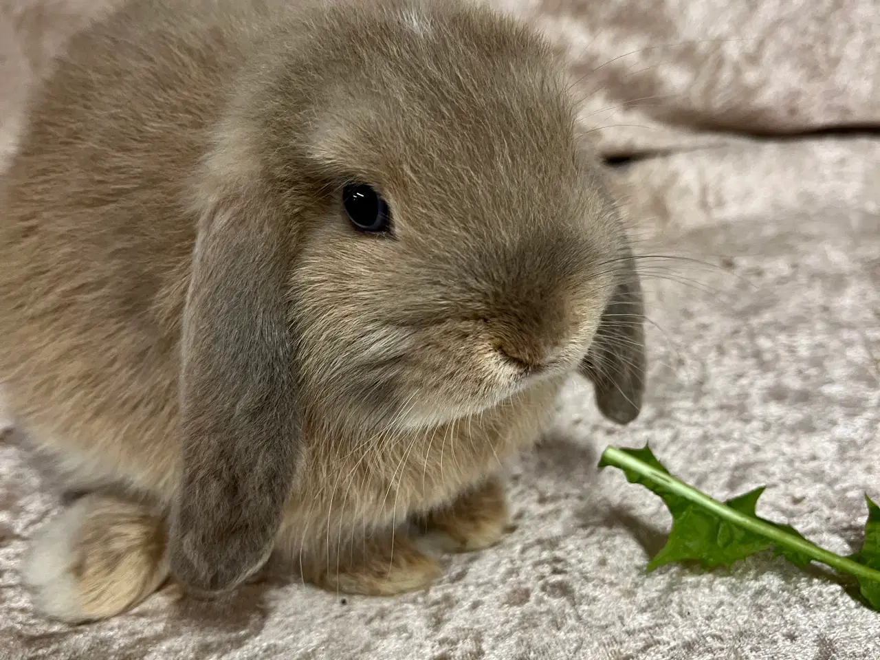 Billede 7 - Mini lop