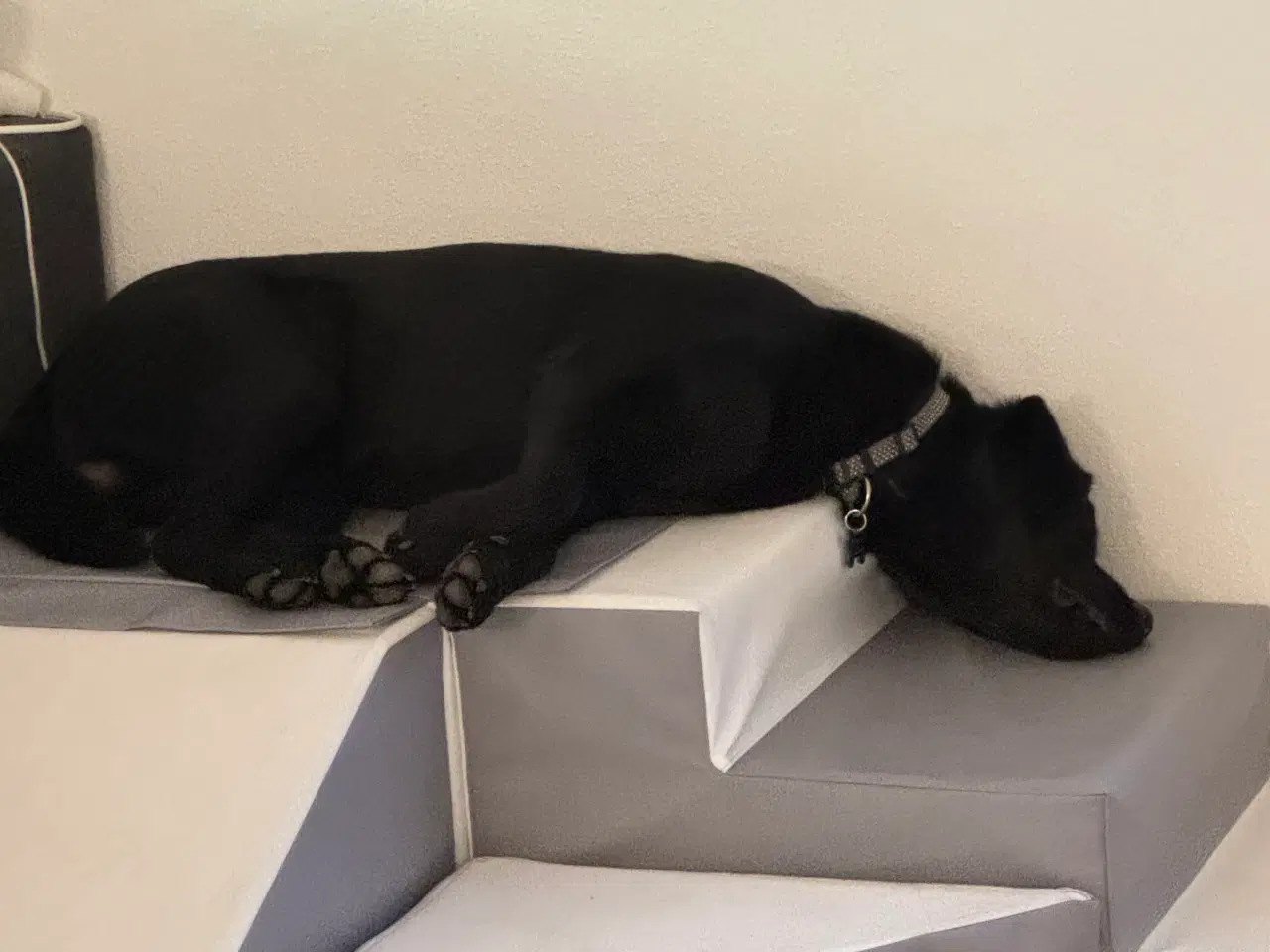 Billede 3 - Labrador han