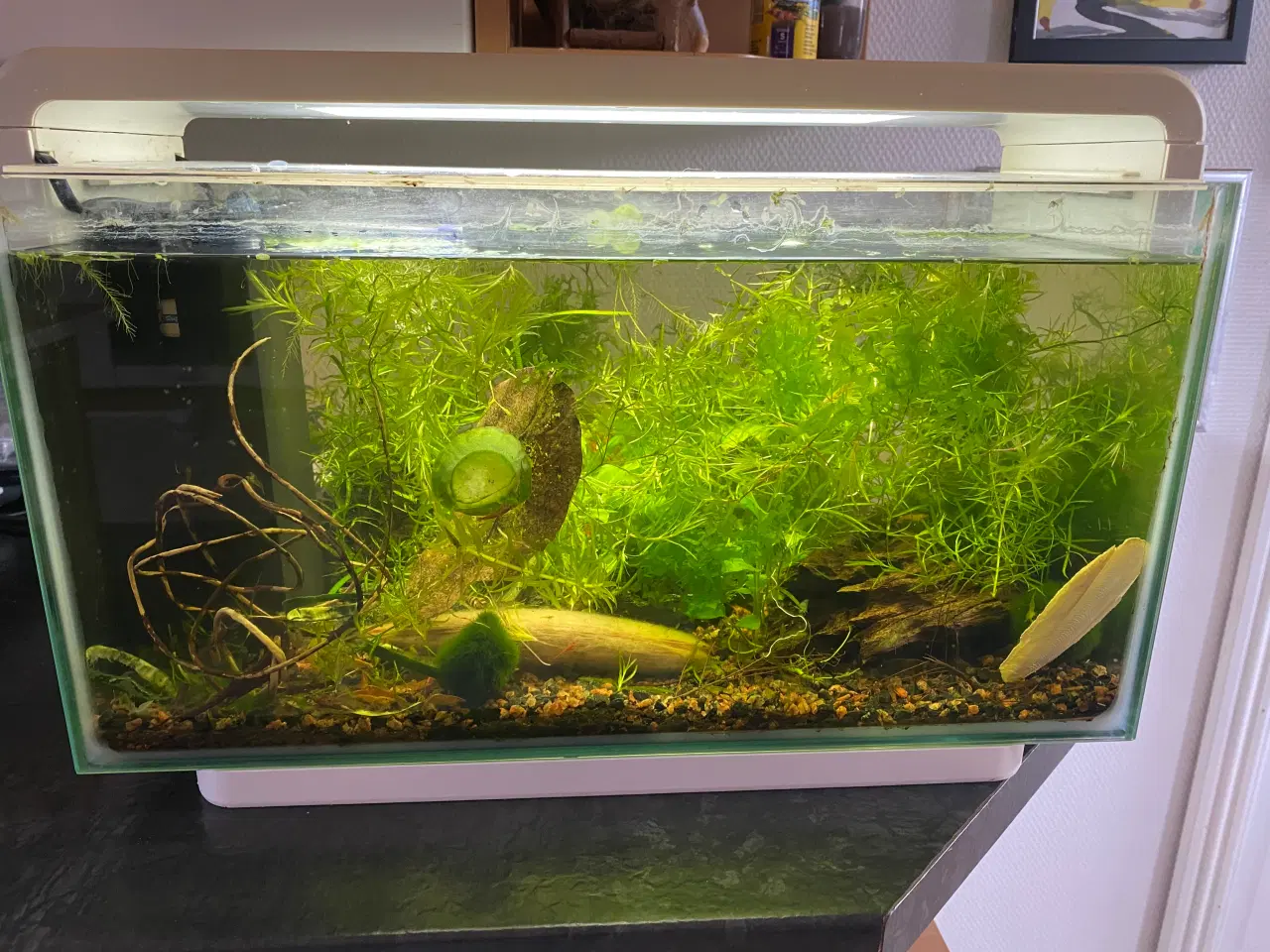 Billede 1 - Akvarie SuperFish Home med rejer og planter