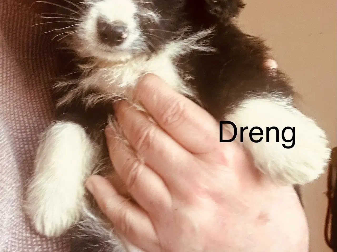 Billede 13 - Meget smukke hvalpe 