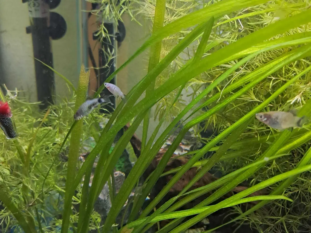 Billede 2 - Blå platy yngel