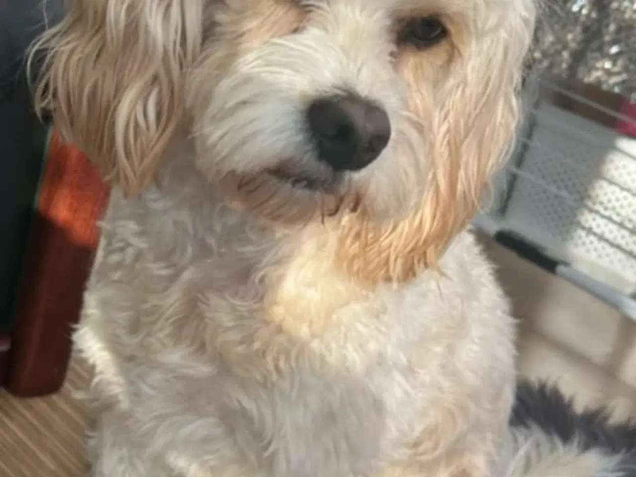 Billede 13 - Skønne Cavapoo-hvalpe – 4 piger og 2 drenge – k