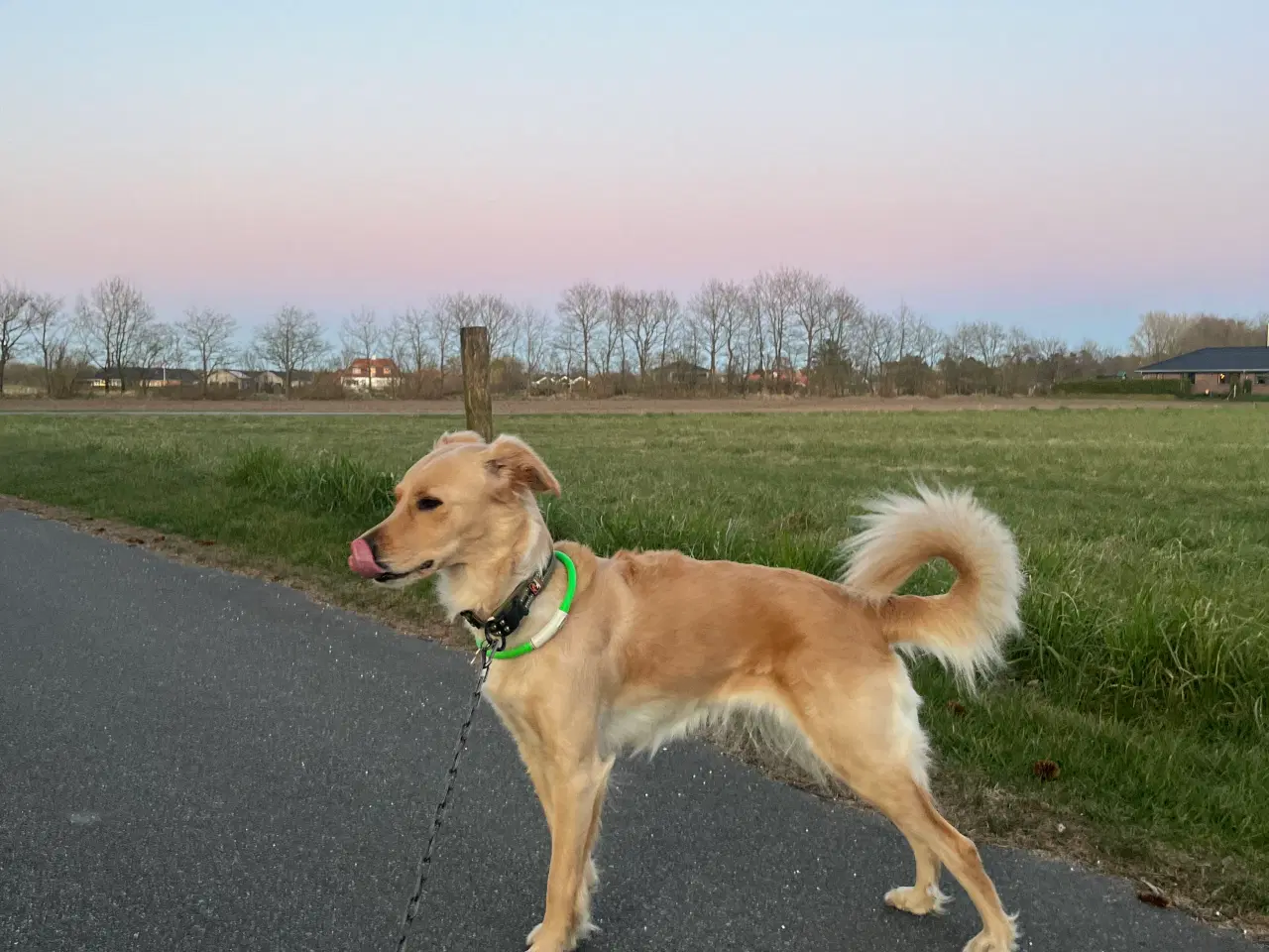 Billede 4 - Golden Doodle