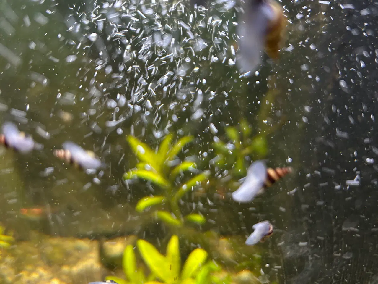 Billede 9 - 🐚 Helena-snegle Premium – 10 stk. | Sendes GLS