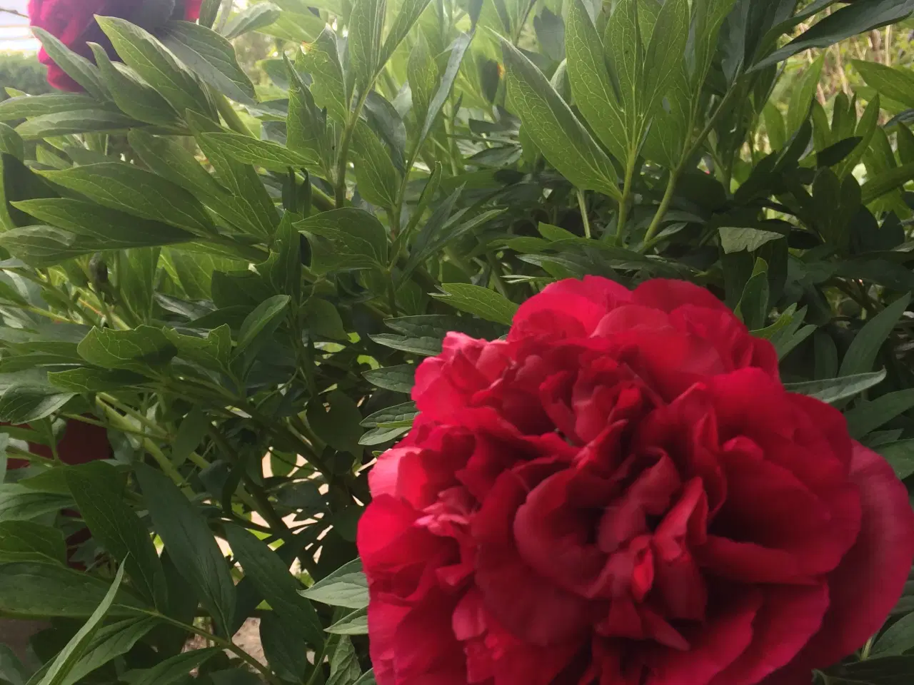 Billede 11 - Kolonihave i Enghaven havekoloni, Odense, sælges