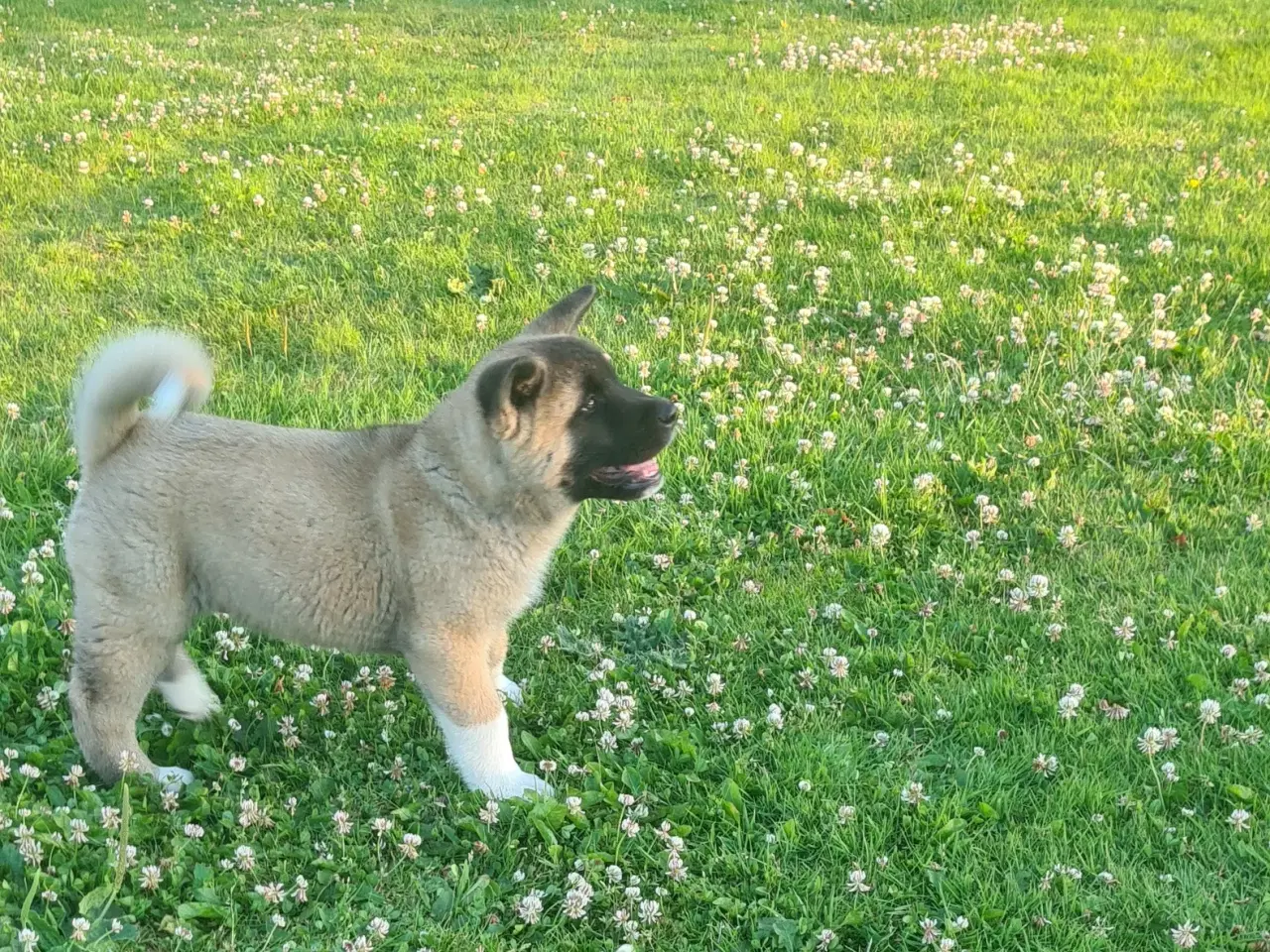 Billede 3 - Dreng hundehvalp Akita American 