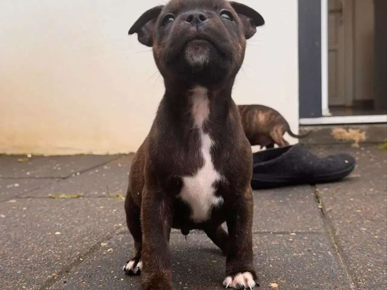 Billede 6 - Staffordshire bull terrier