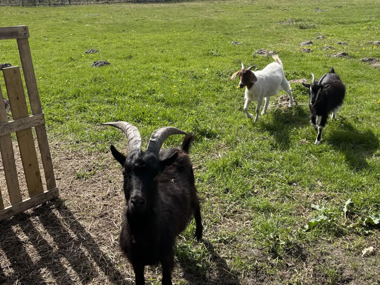 Billede 2 - Dansk Landrace