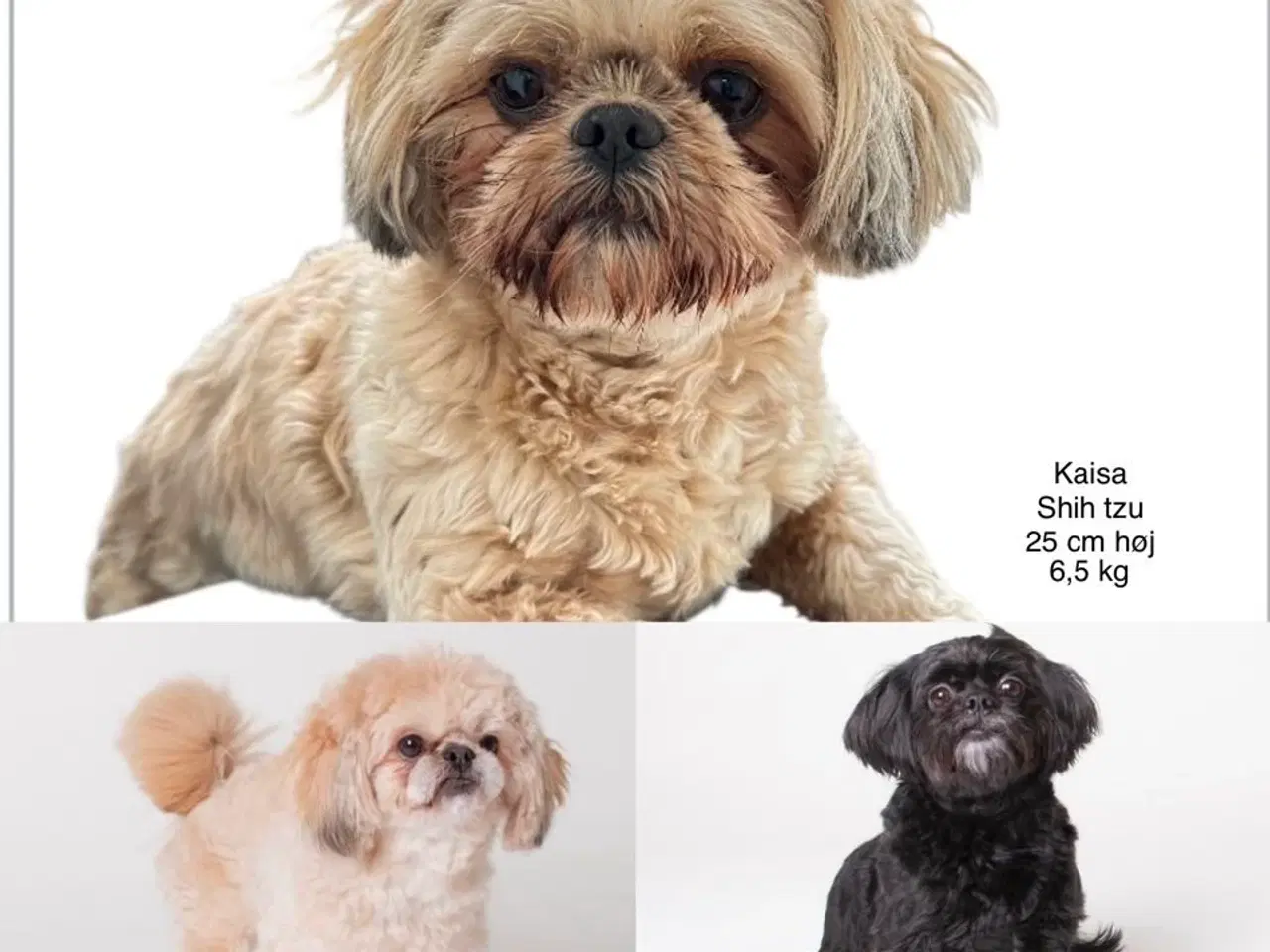 Billede 3 - Shih poo hvalpe 
