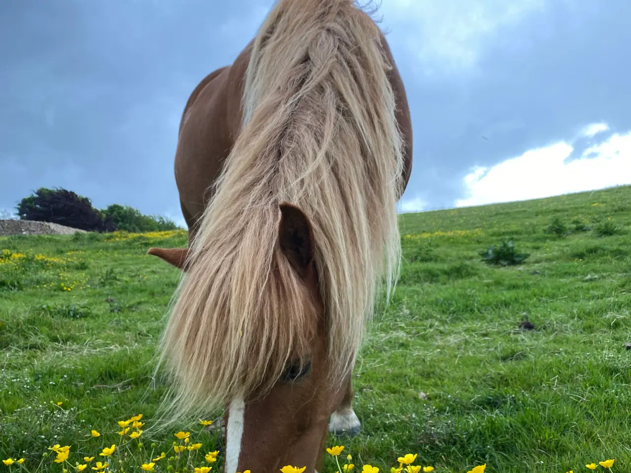 Billede 8 - Smuk 5-gænger med et virkelig godt sind