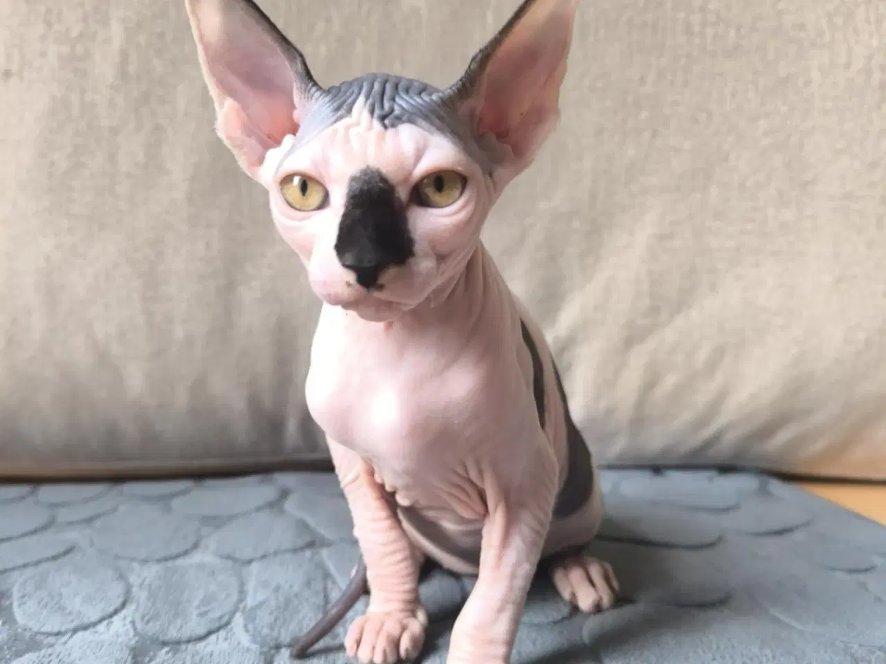 Billede 3 - 3 af de Sødeste SPHYNX killinger