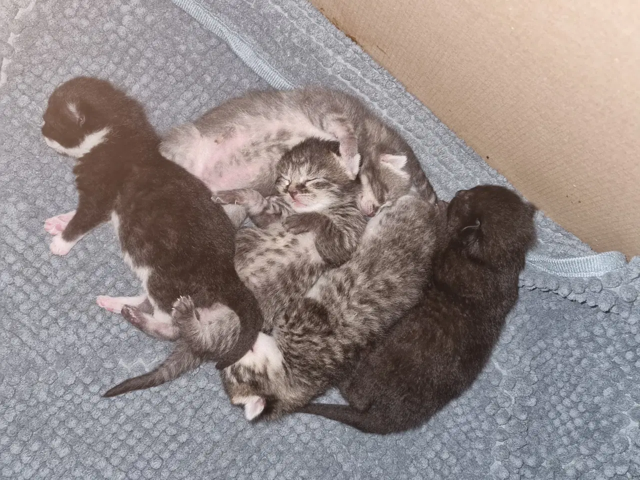 Billede 6 - Sødeste Tulle kat