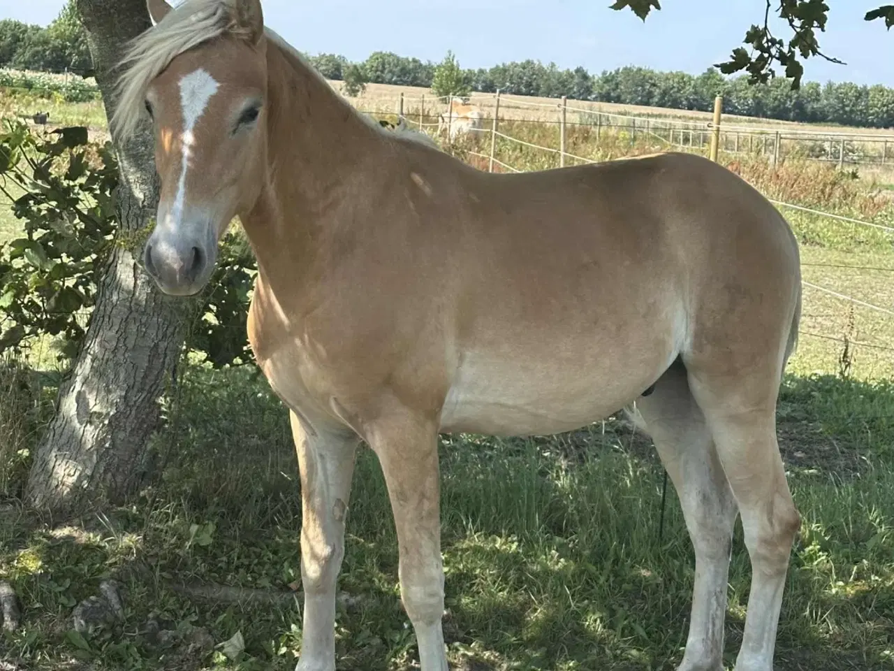 Billede 4 - Haflinger hingsteplag