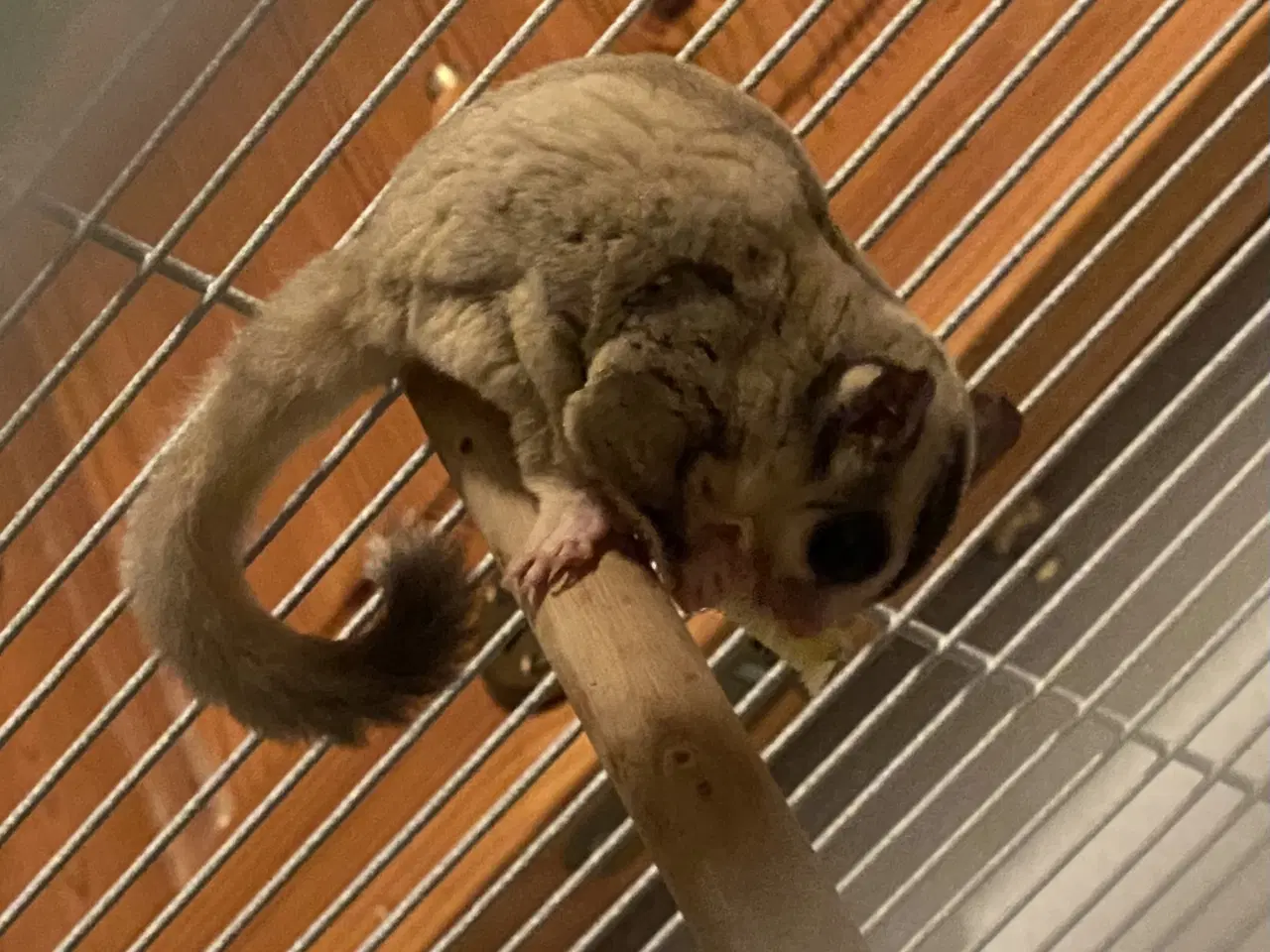 Billede 3 - 6 Sugar glider med stort bur