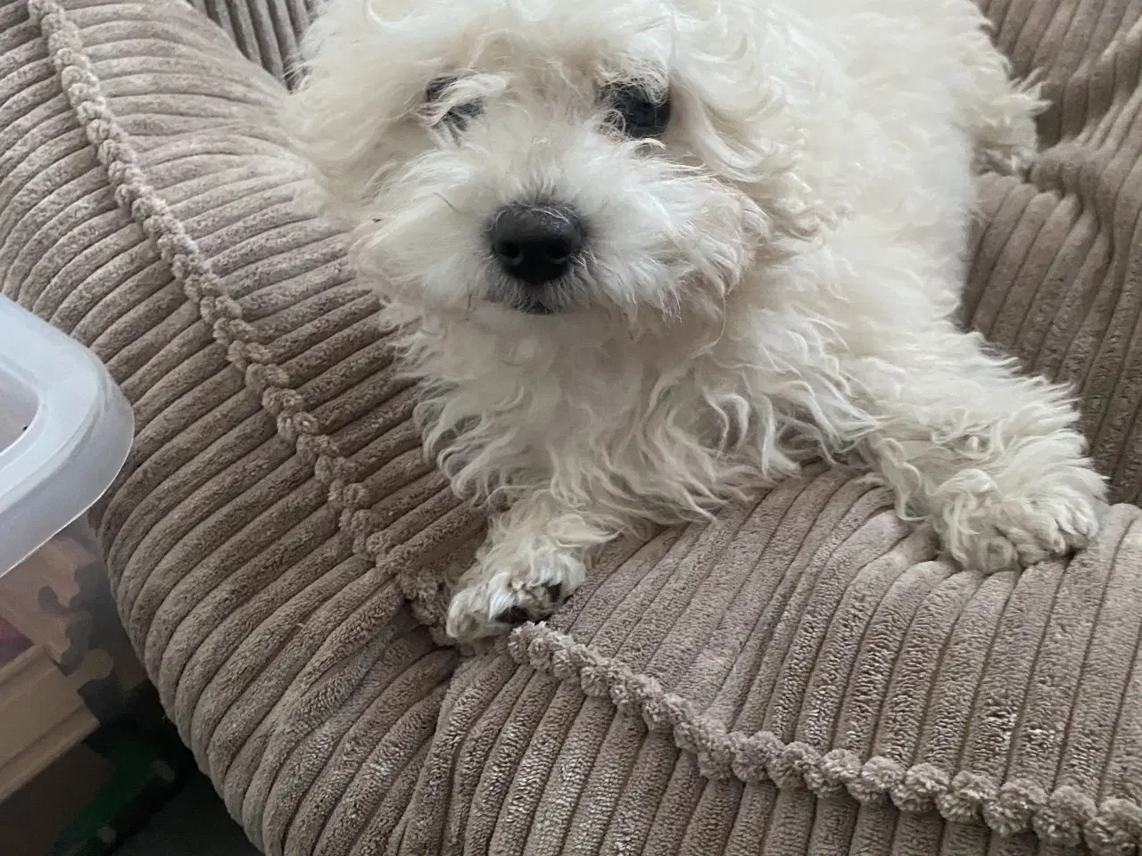 Billede 3 - Hvalpe sælges