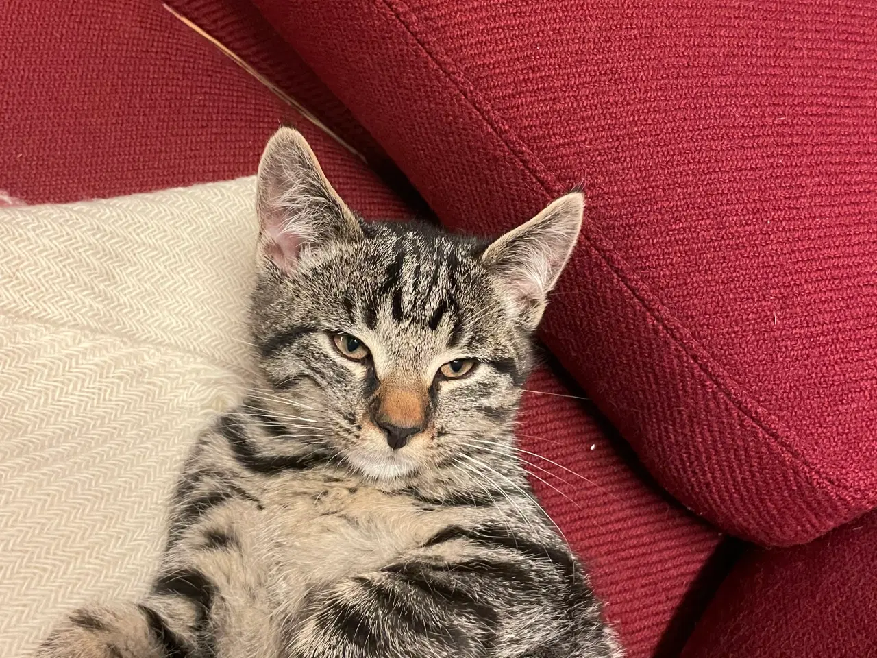 Billede 4 - 2 kattekillinger sælges samlet