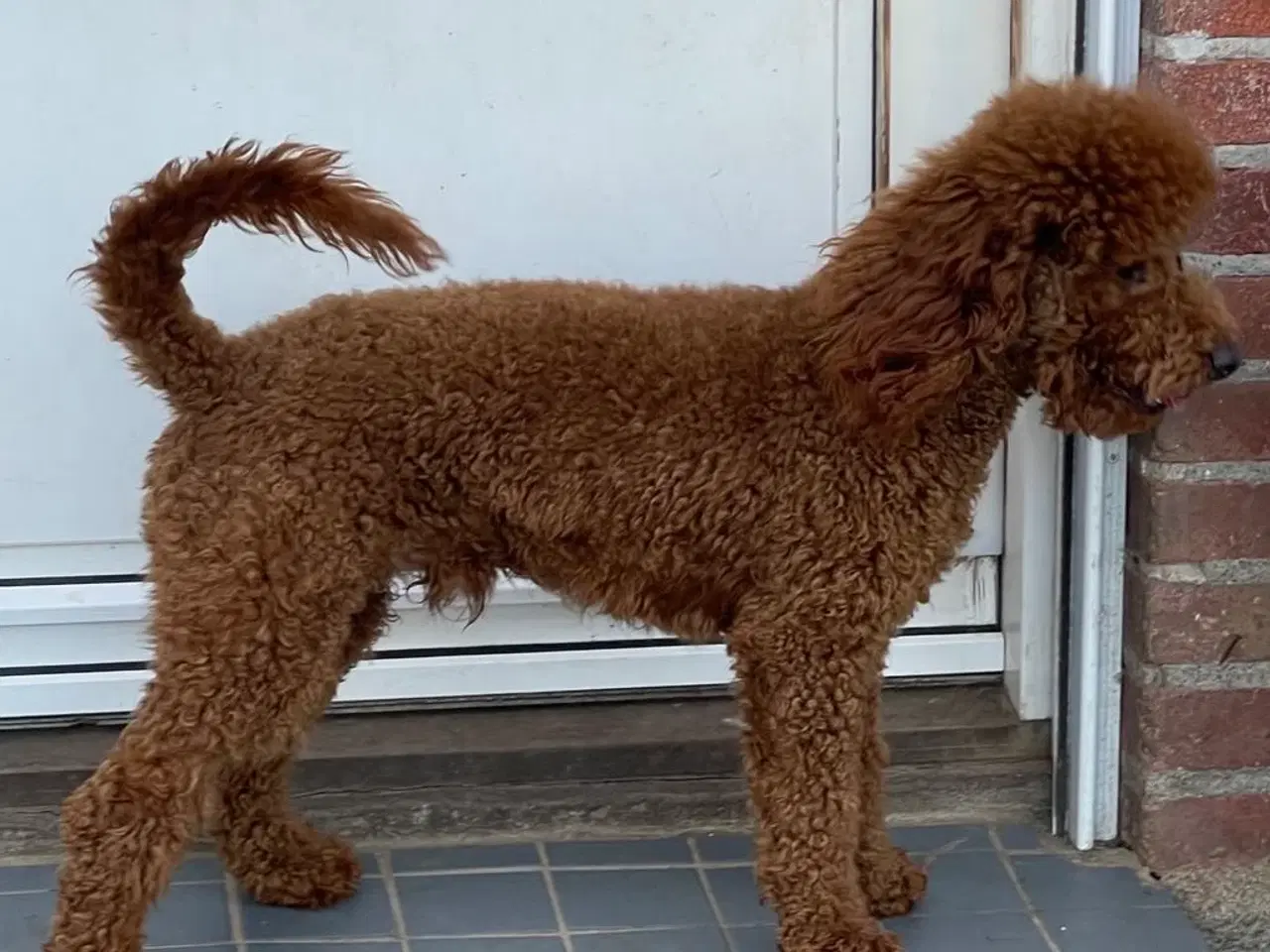 Billede 12 - Goldendoodle Mellem klar uge 40