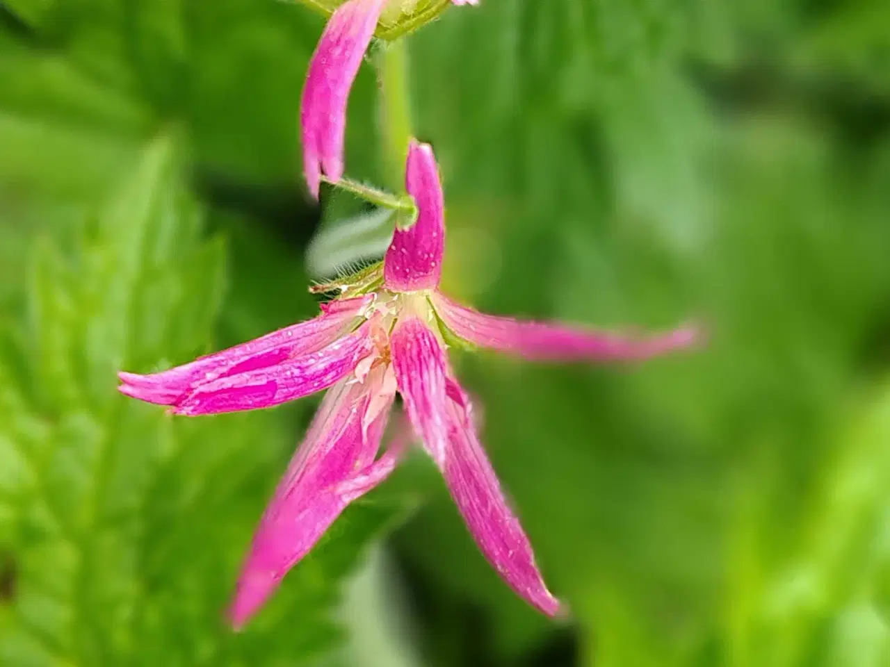 Billede 1 - Geranium purpur 