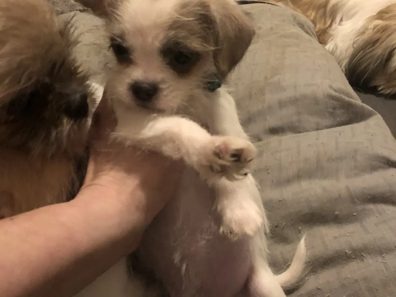 Billede 11 - 2 Shih Tzu/ Chihuahua blanding piger
