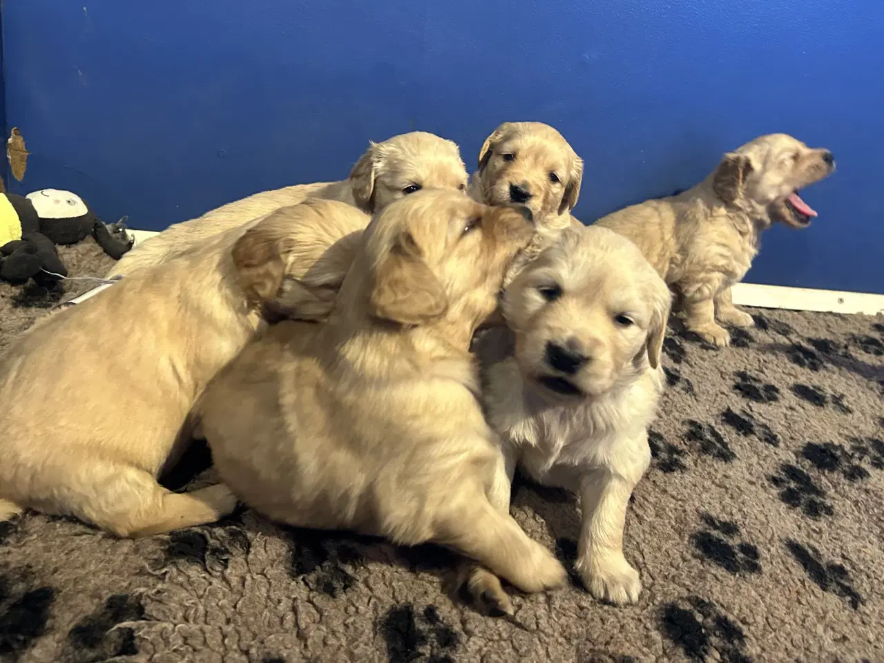 Billede 16 - Skønne Golden Retriever 