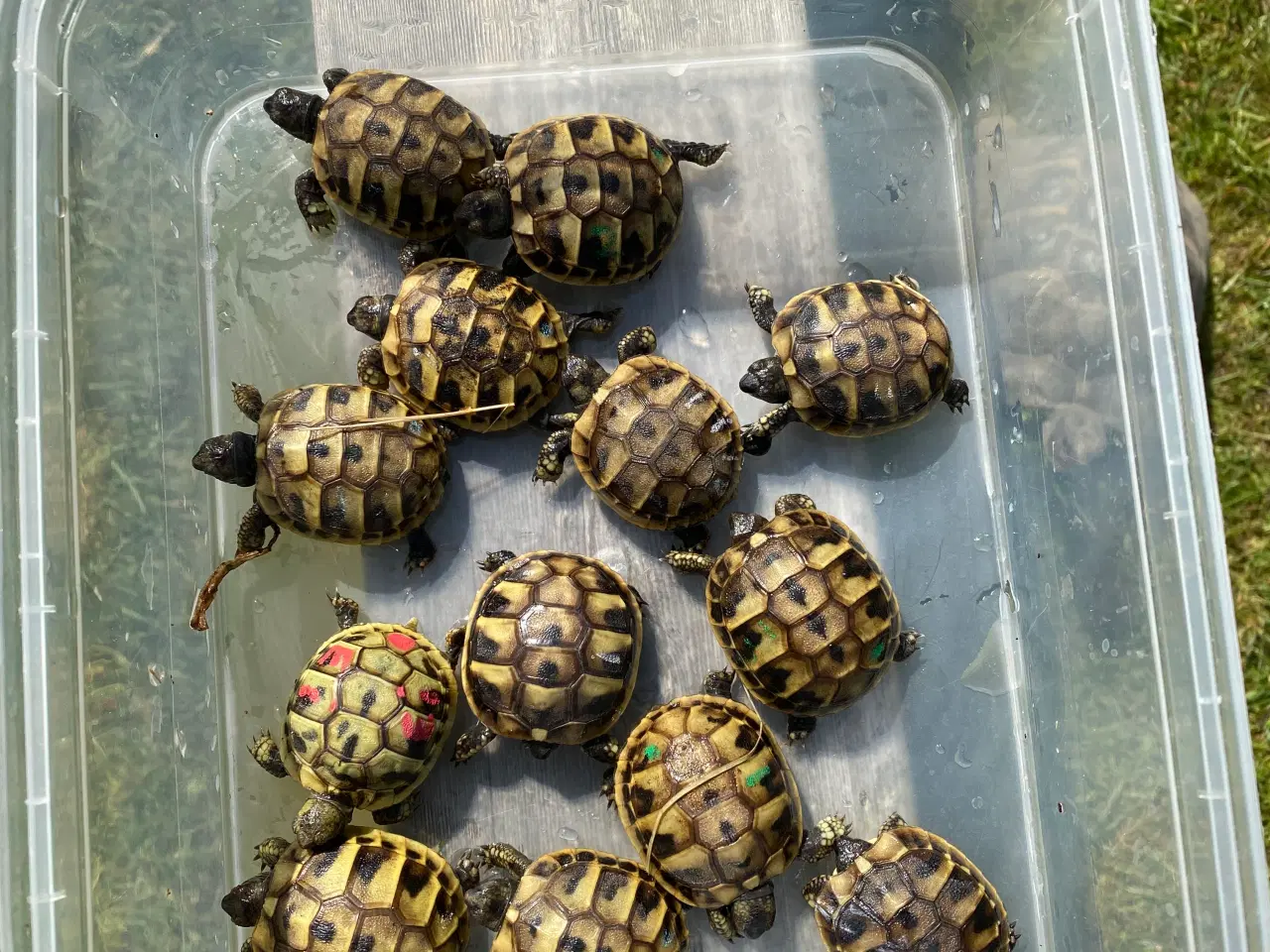 Billede 3 - Skildpadde landskildpadde 