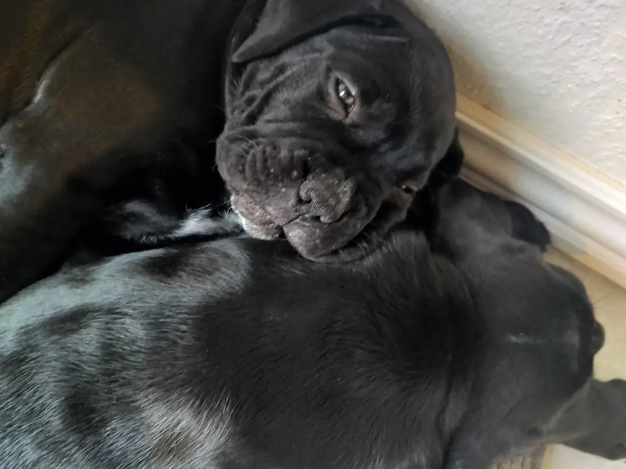 Billede 5 - Cane corso 