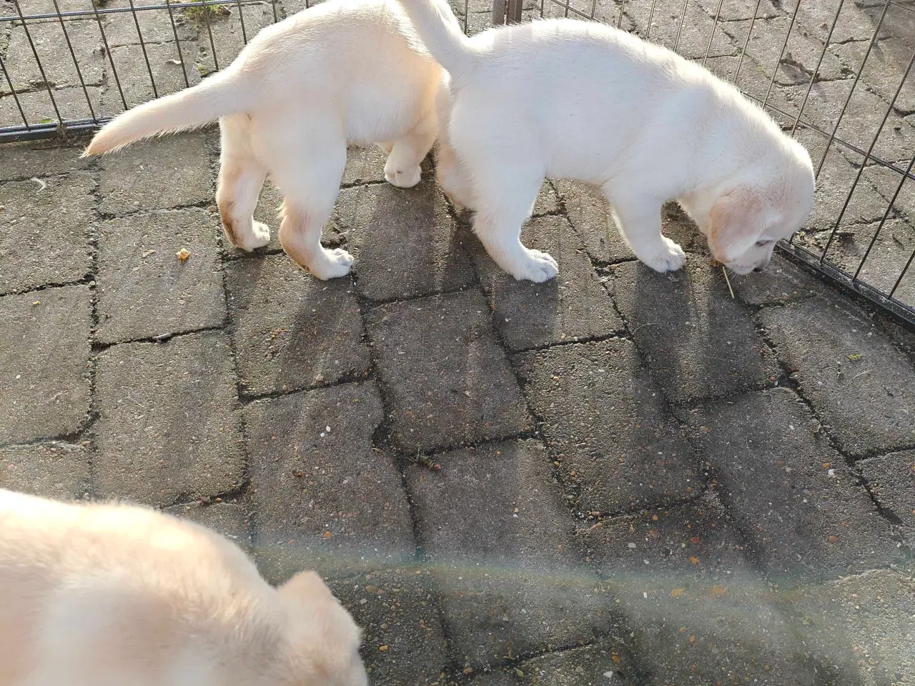 Billede 2 - Labrador Retriever hvalpe 