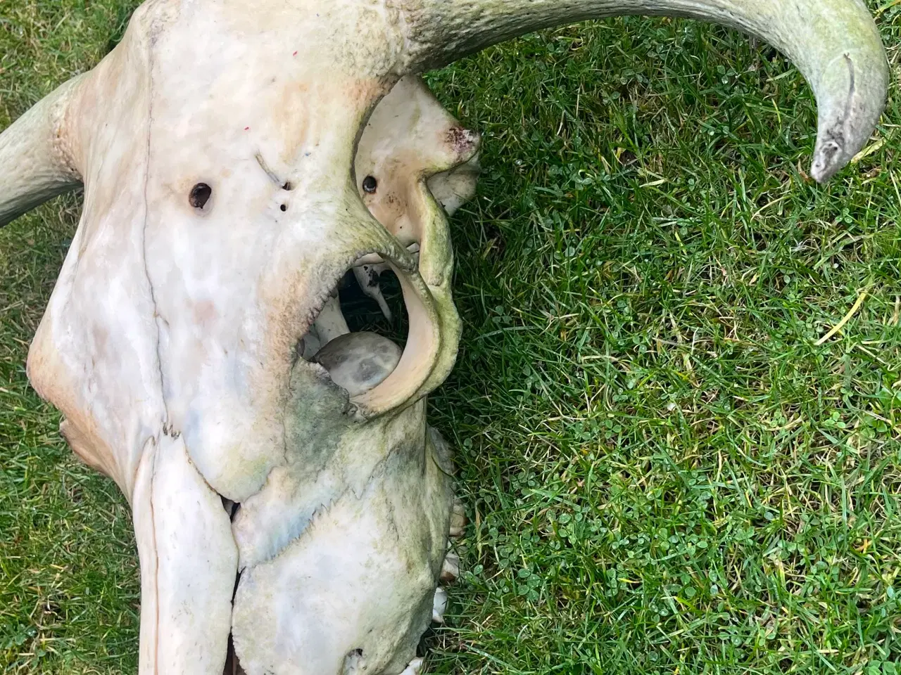 Billede 3 - Kranier fra kvæg typen Longhorn