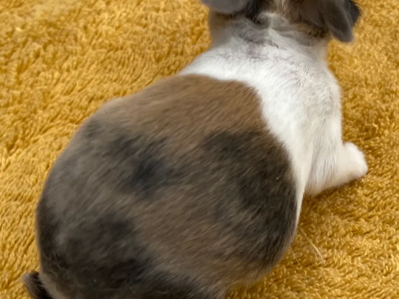 Billede 6 - HOLLÆNDER HAN JAPANER SORT/GUL