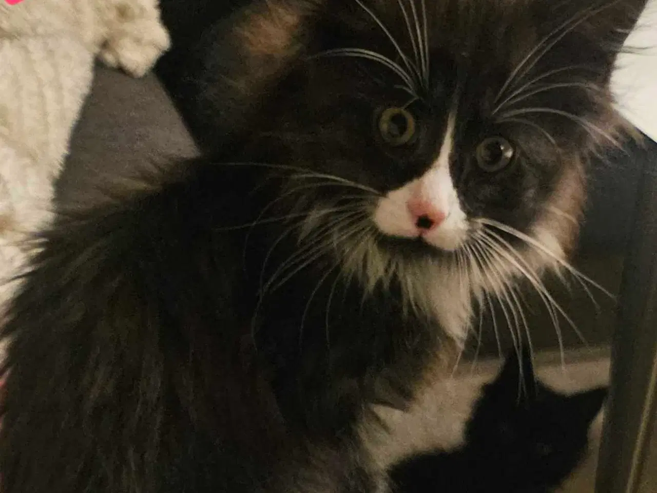 Billede 5 - Maine coon/ Sibirisk killinger