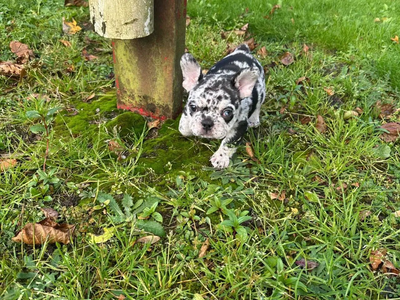 Billede 7 - Fransk bulldog Blå/Merle