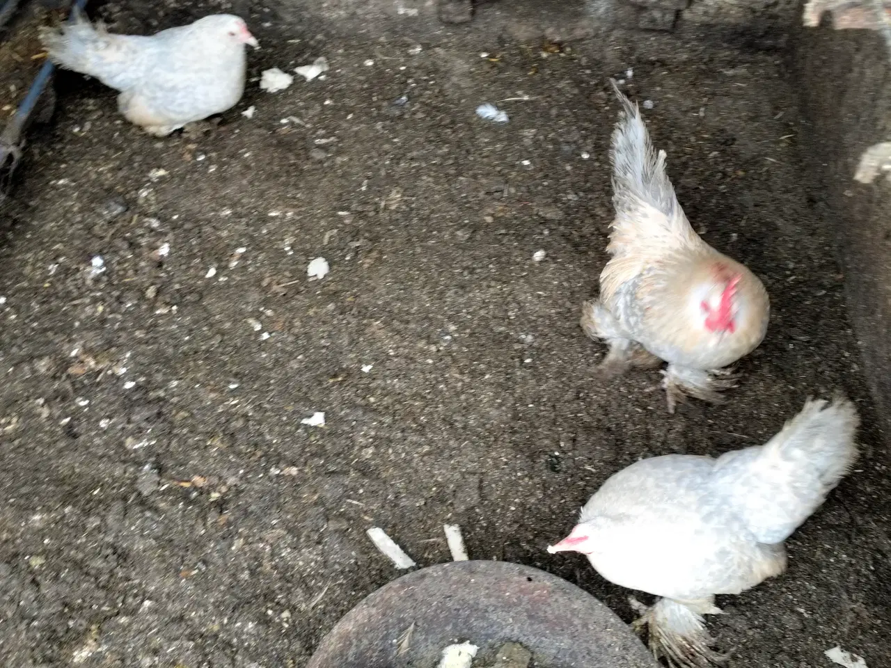 Billede 3 - Dværghøns Mille Flour