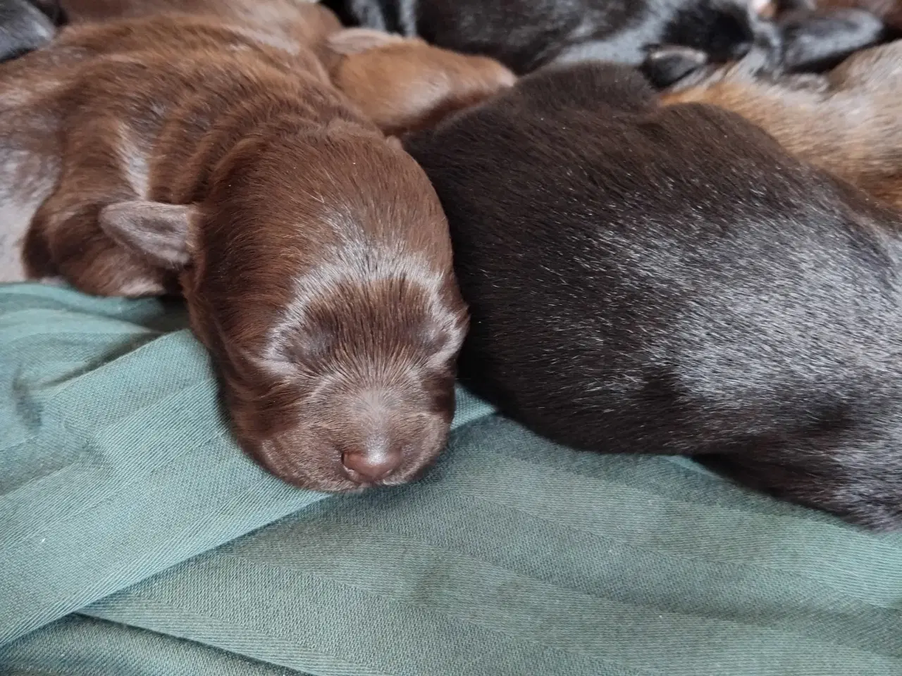 Billede 5 - Sødeste små hvalpe