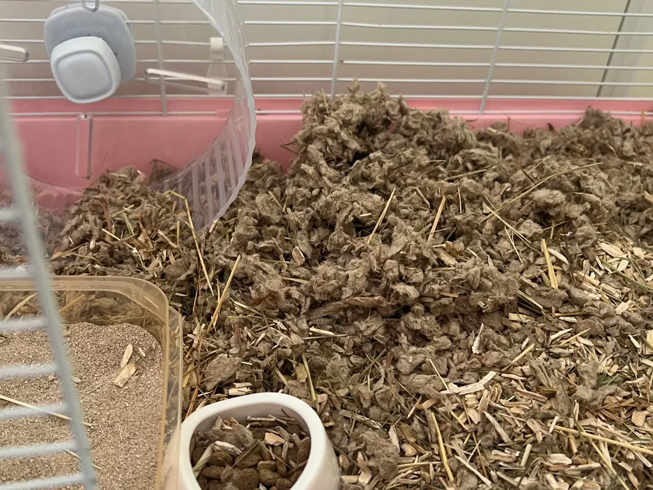 Billede 2 - Hun dværg hamster sælges