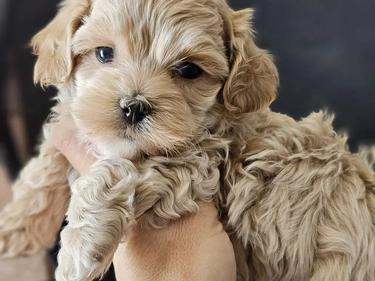 Billede 1 - Mini maltipoo