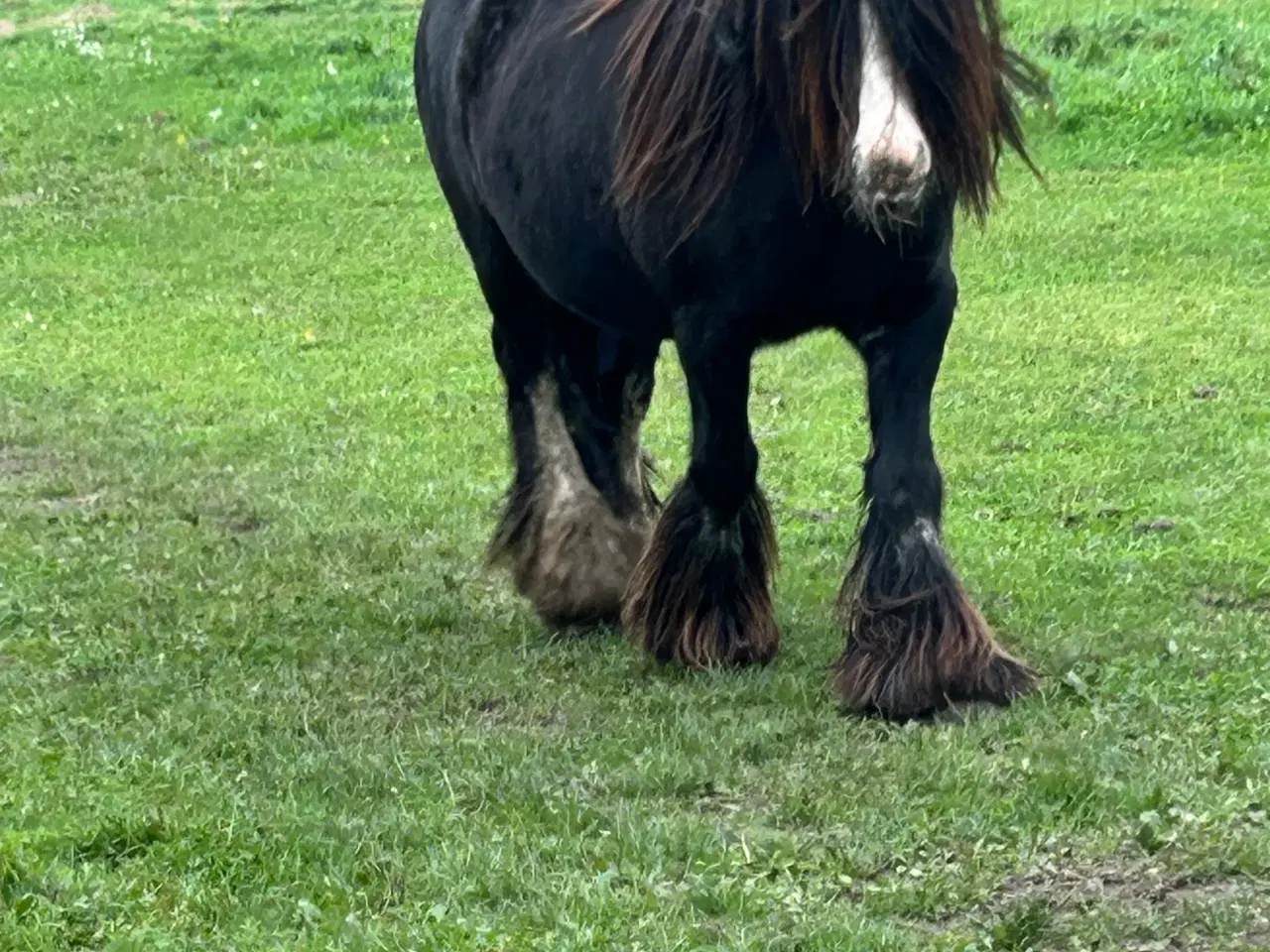 Billede 4 - Super skøn lille irish cob hoppe sælges 