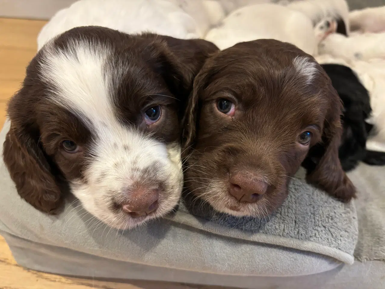 Billede 4 - FT Springer Spaniel