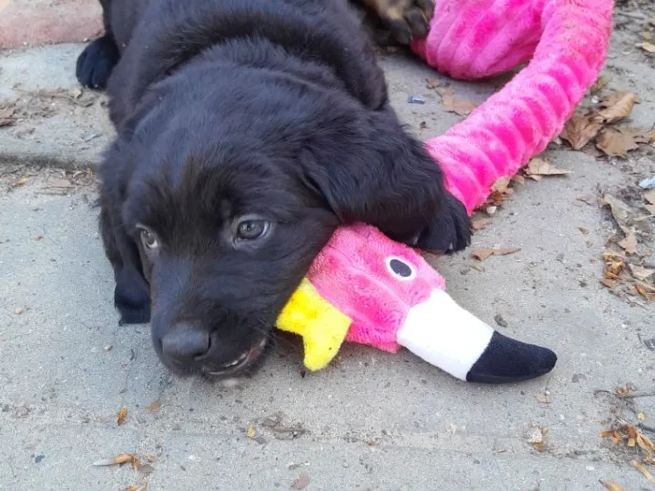 Billede 4 - Rottweiler og labrador blanding 