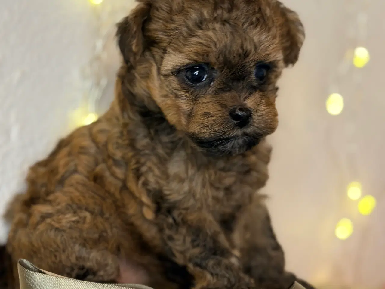 Billede 8 - Pomapoo F1B